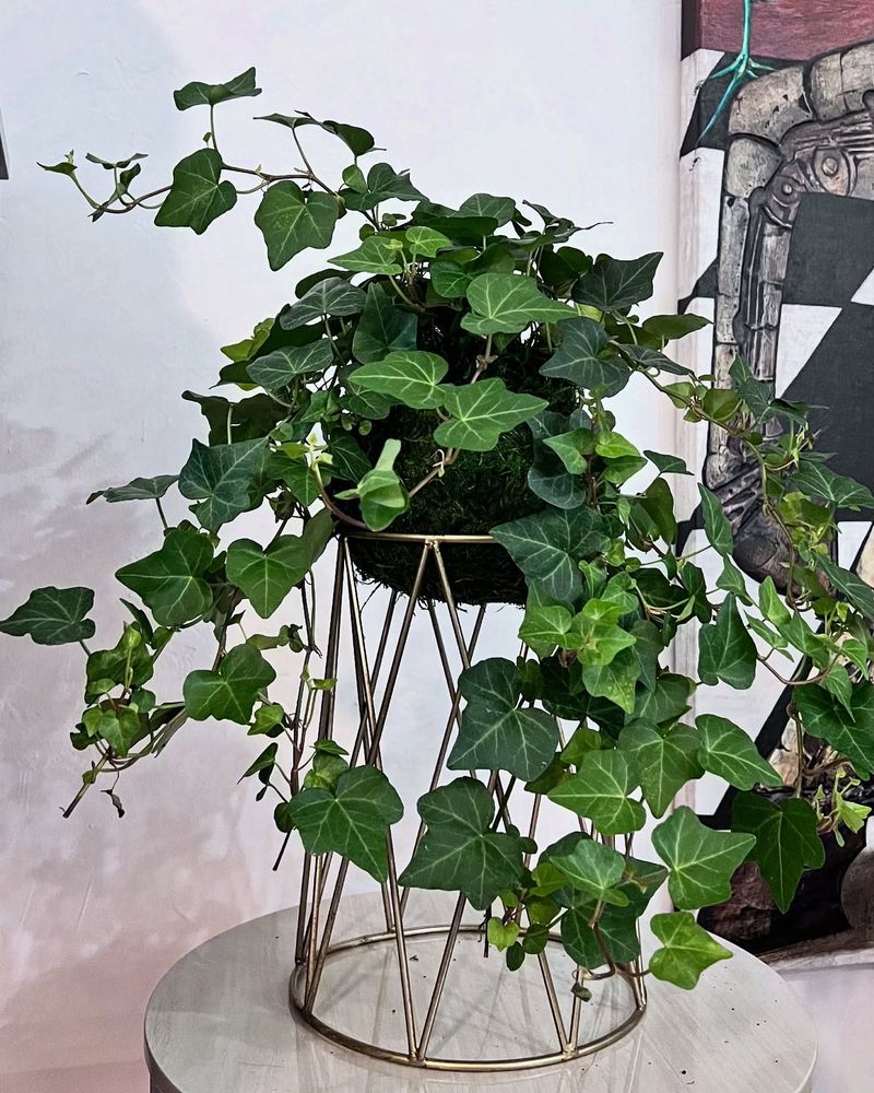 English Ivy