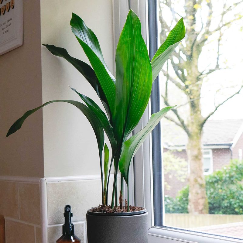 Cast Iron Plant (Aspidistra elatior)