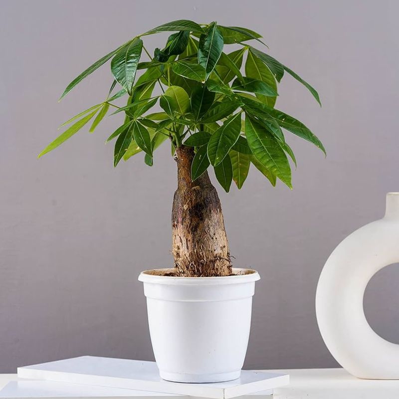 Money Tree