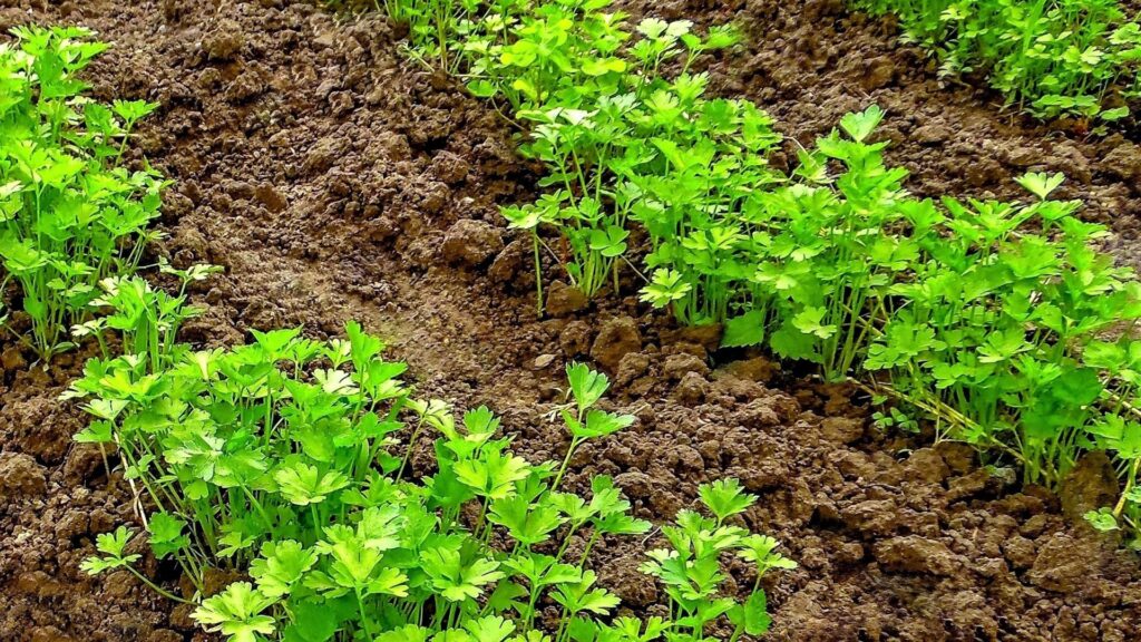 parsley plant
