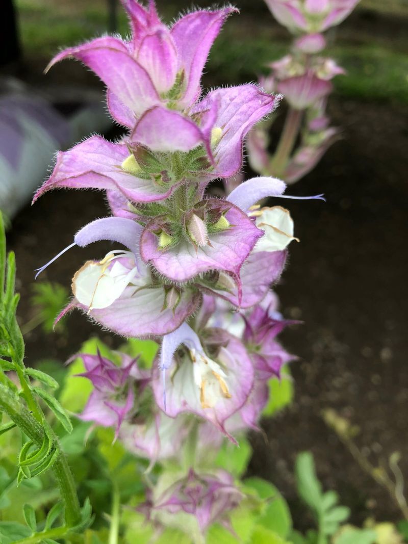 Clary Sage (Salvia sclarea)