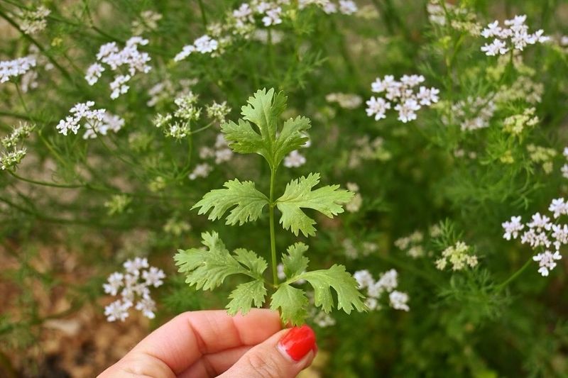Cilantro