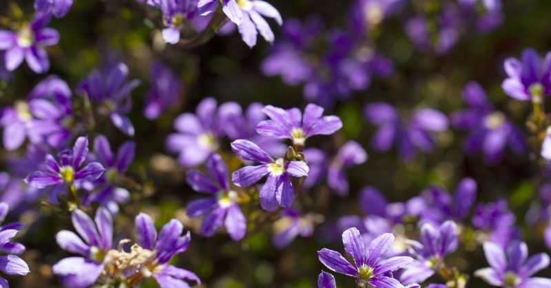 Scaevola
