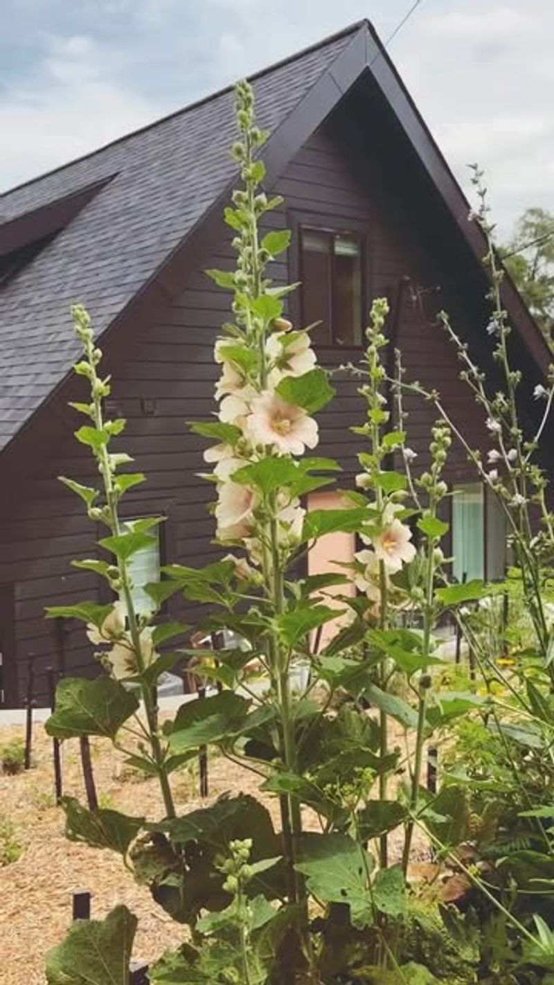 Hollyhock: Ambition and Fertility
