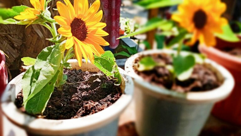 potted sunflower
