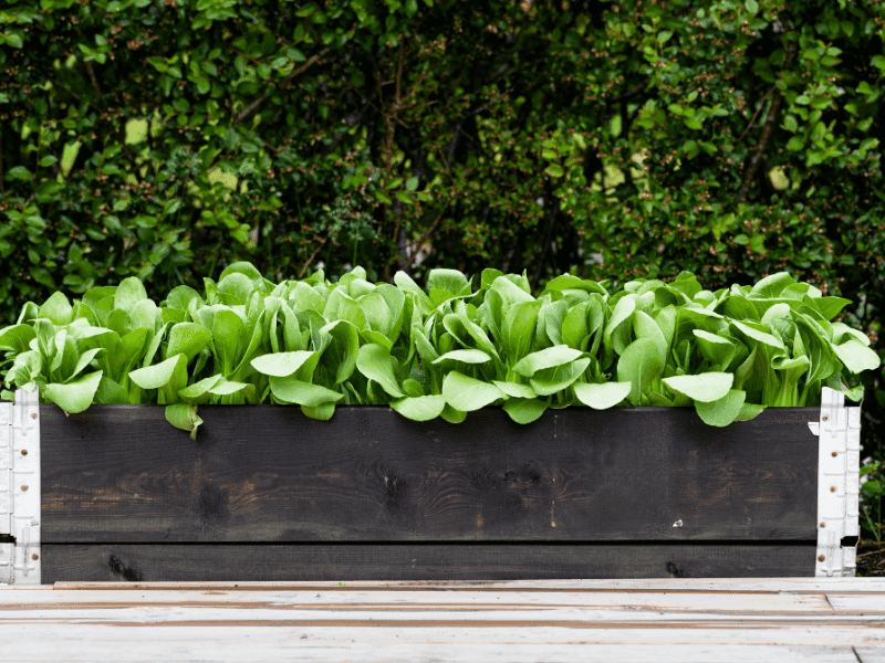 Bok Choy