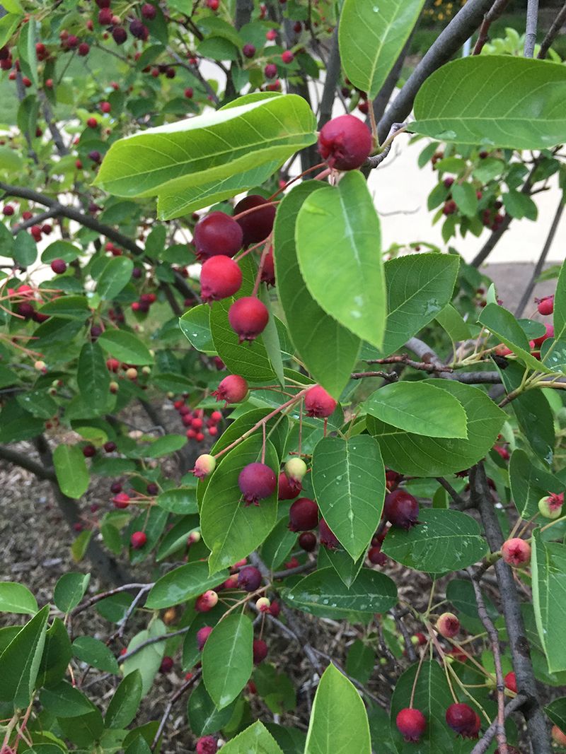 Serviceberry Trees: Spring's First Deer Buffet