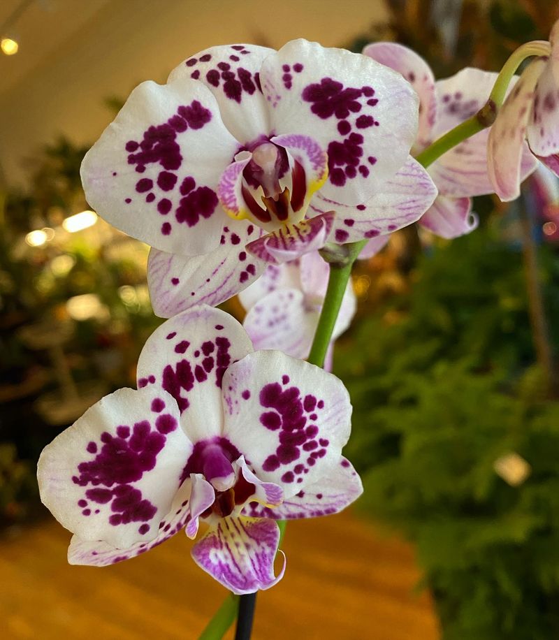 Orchids