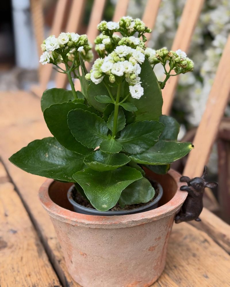 Kalanchoe