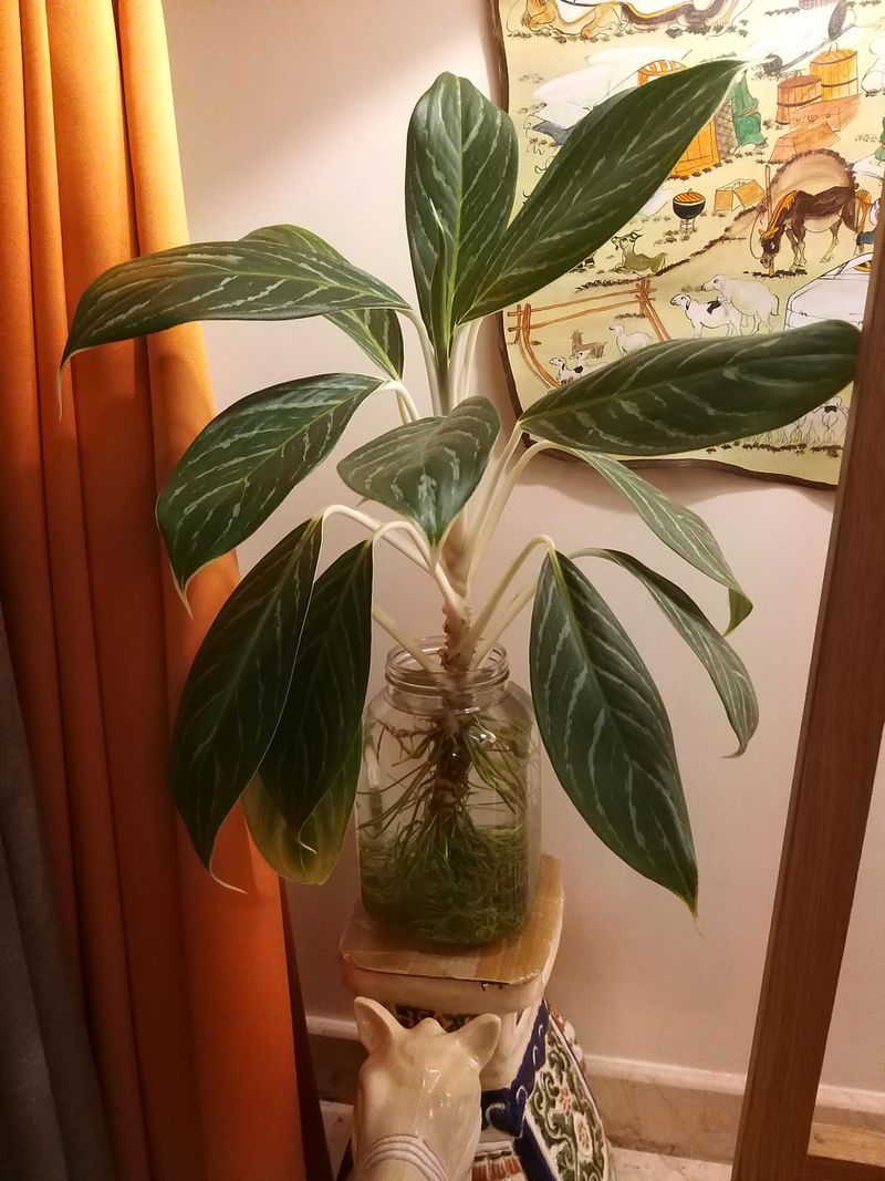 Chinese Evergreen