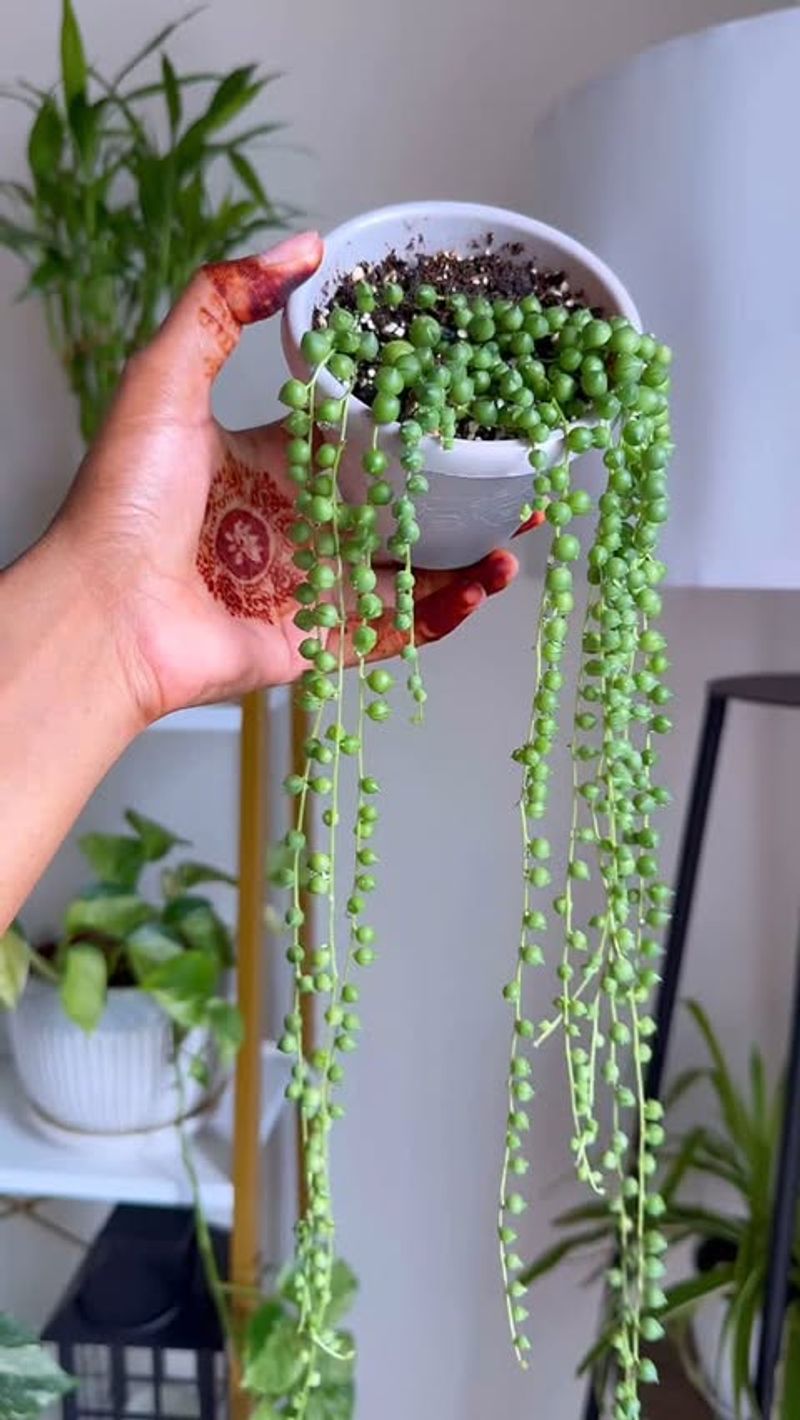 String Of Pearls