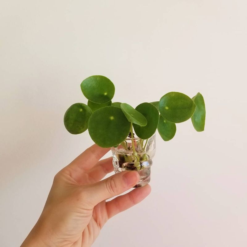 Pilea