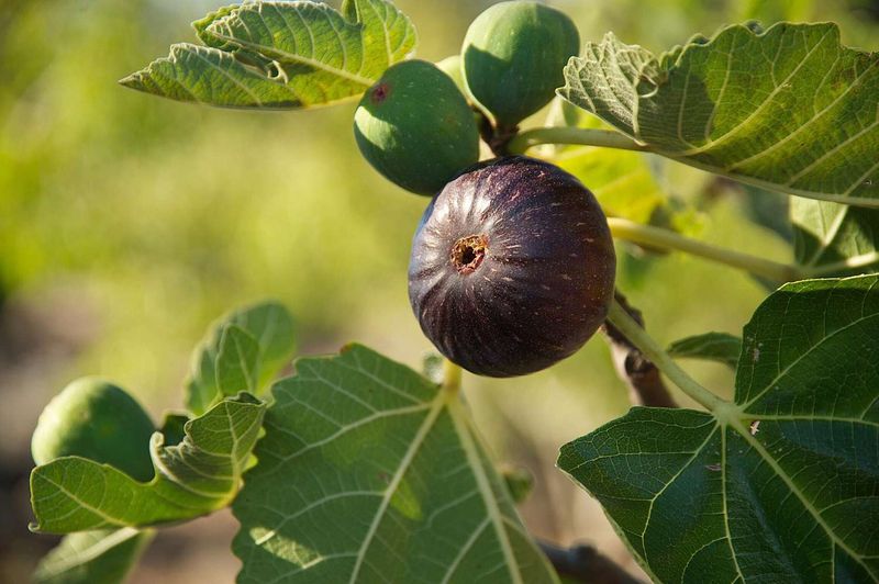 Fig Trees: Soft Fruits for Gentle Browsers