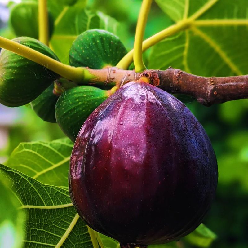 Fig