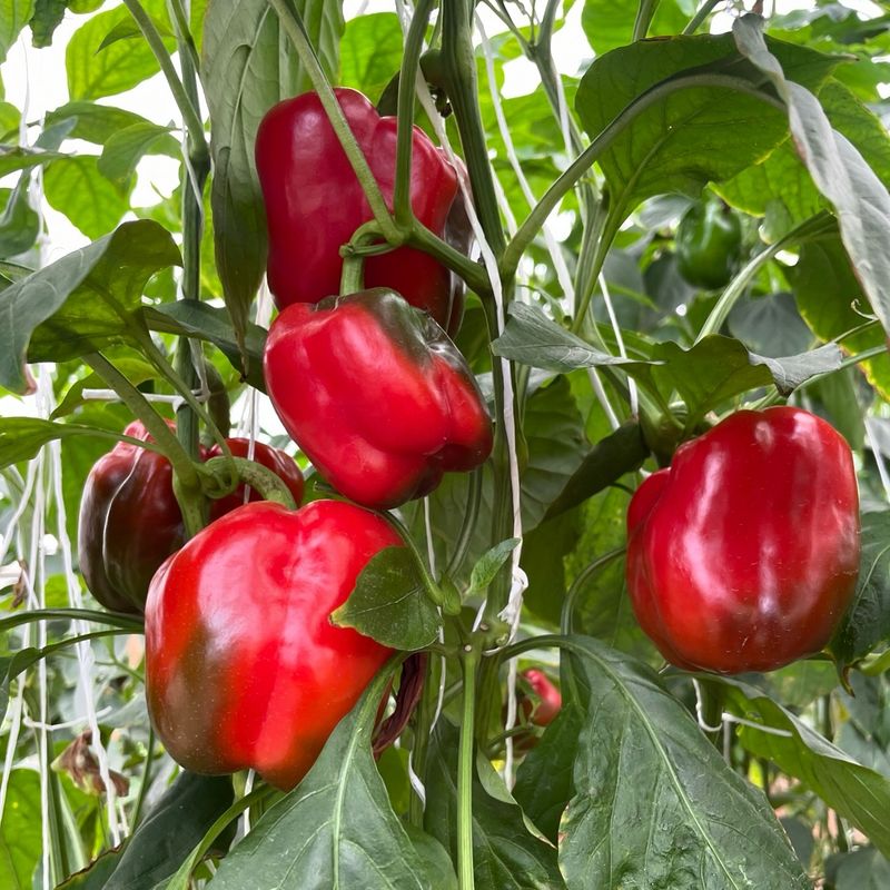 Bell Peppers