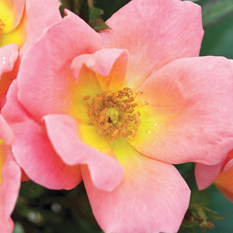 Rainbow Knock Out Roses