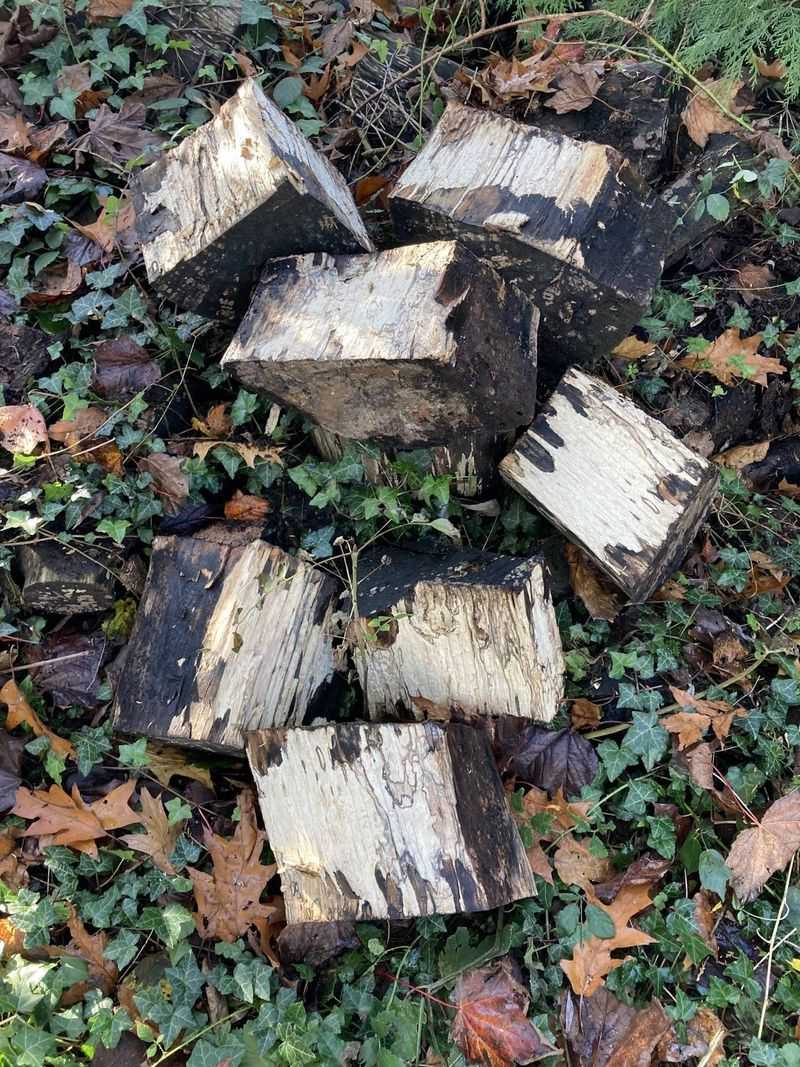 Rotting Wood