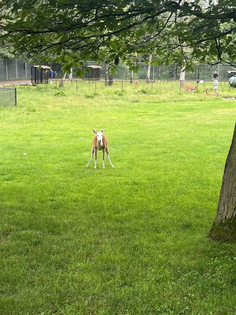 Deer Urine