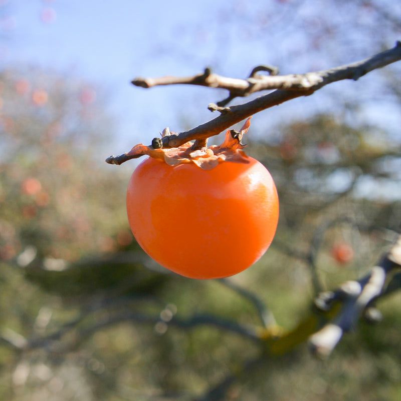 Persimmon Trees: Fall Favorites for Deer