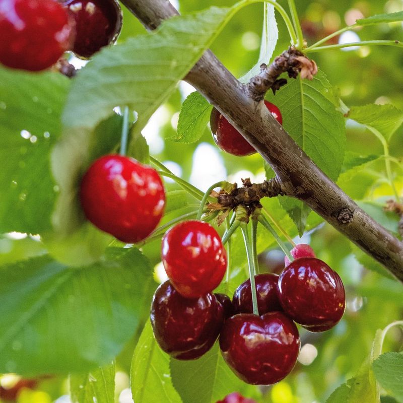 Cherry
