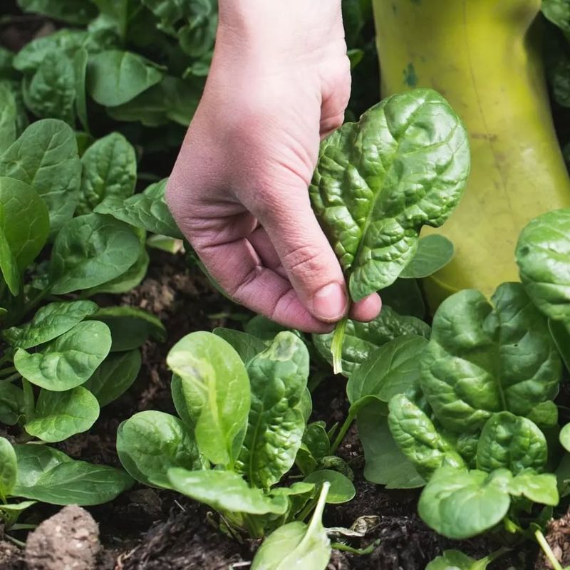 Spinach