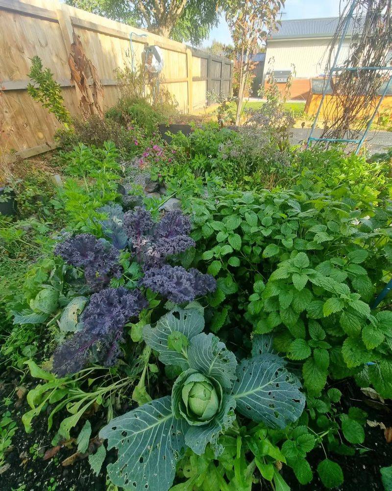 Cabbage and Thyme: Aromatic Defense System