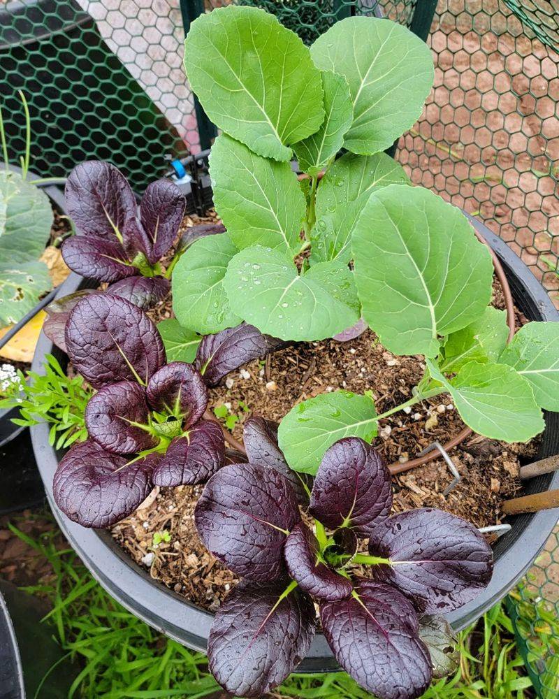 Bok Choy