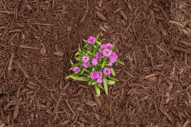 Walnut Shell Mulch