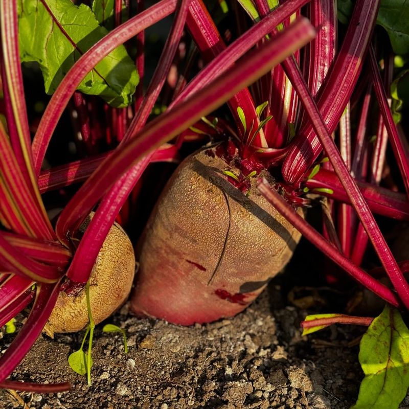Grow Bag Beet Revival