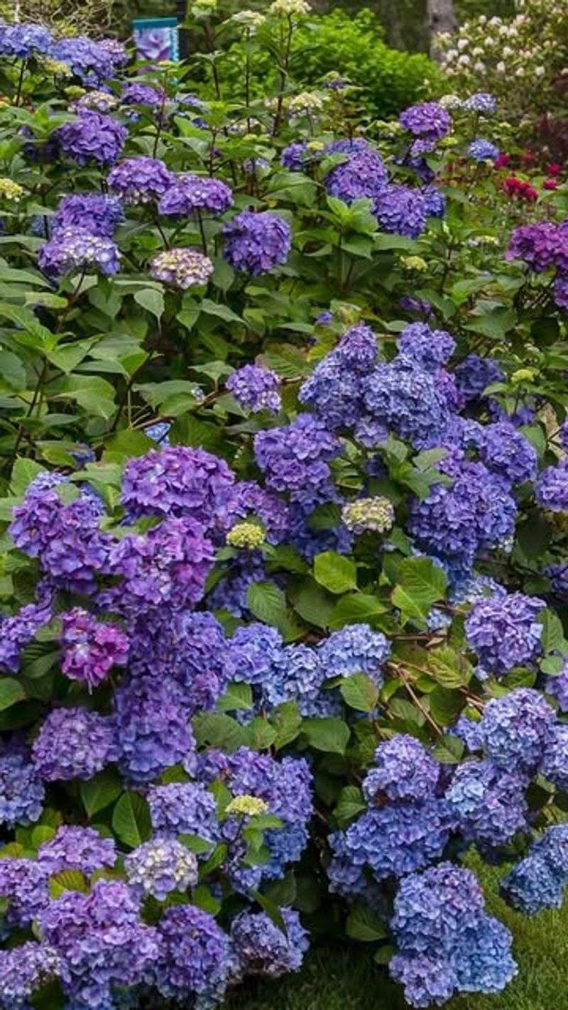BloomStruck