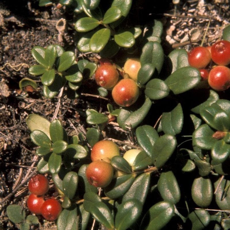 Bearberry