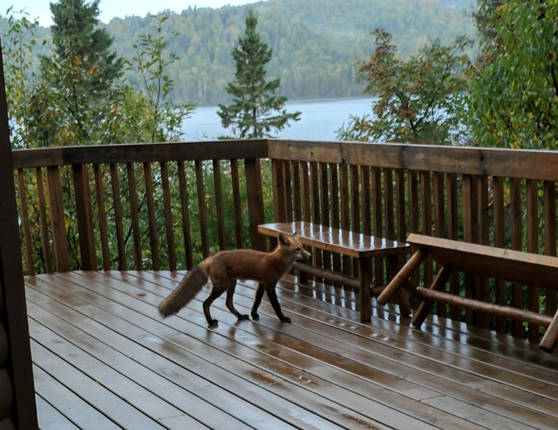 Michigan's Upper Peninsula: Fox Territory