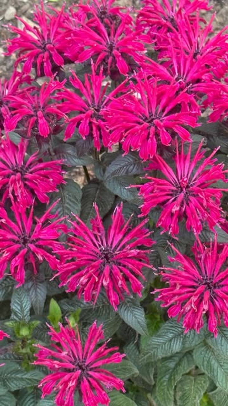 Bee Balm: Attracts Pollinators, Repels Pests