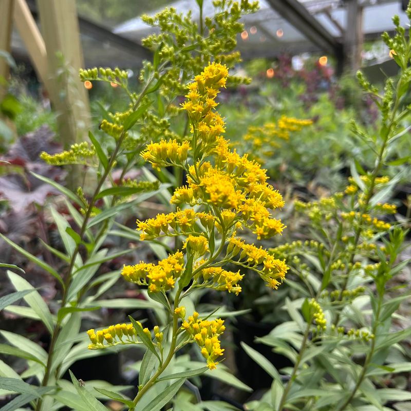 Goldenrod (Solidago)