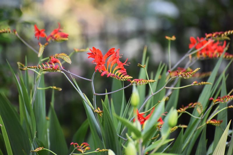 Crocosmia