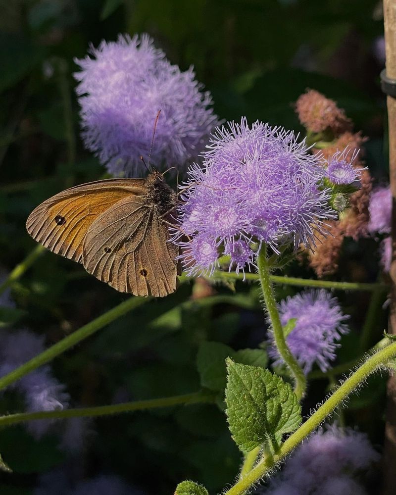 Ageratum