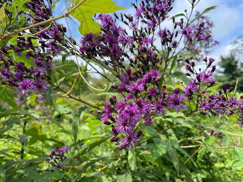 Ironweed (Vernonia)