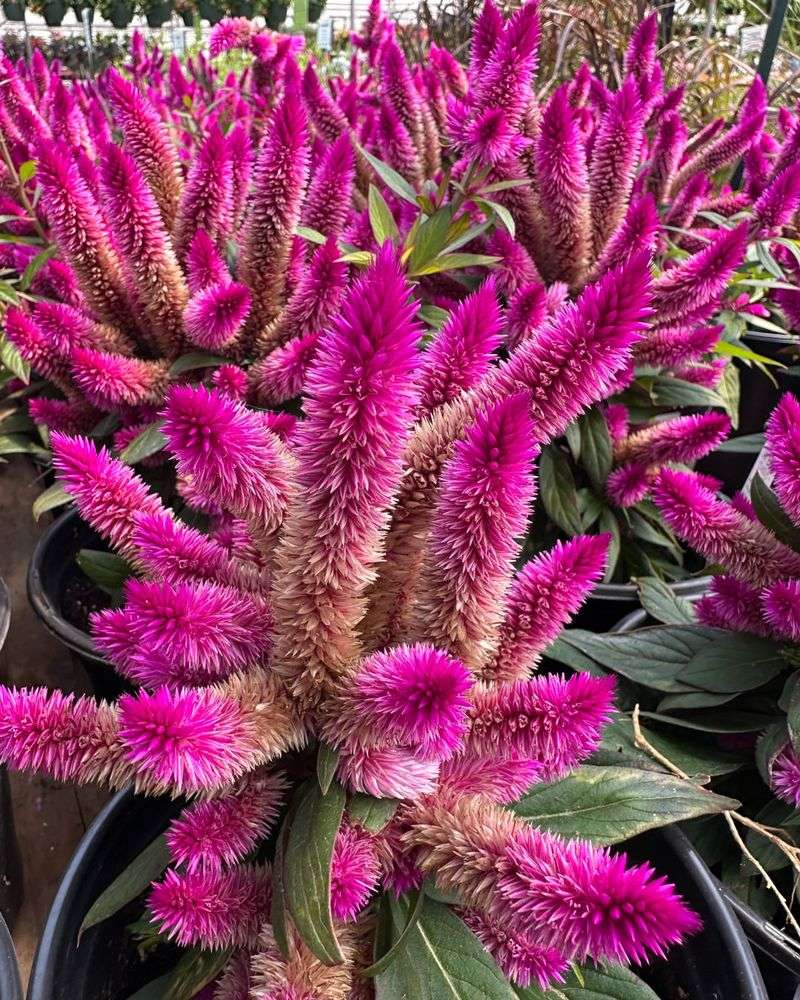 Celosia: Flame-Like Plumes