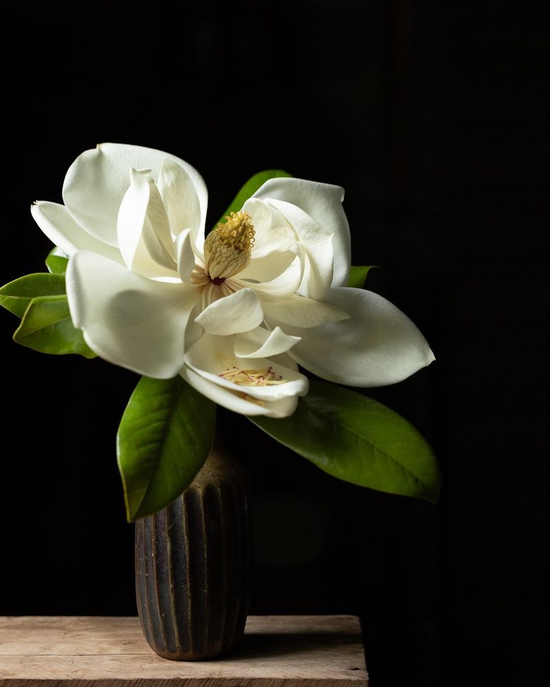 Magnolias