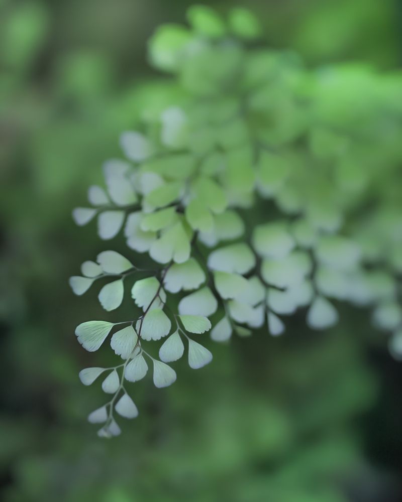 Adiantum Raddianum