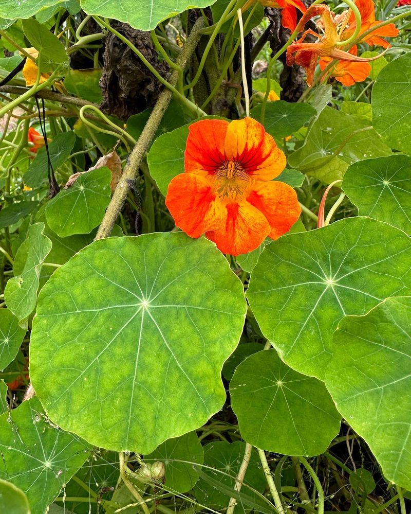 Nasturtium
