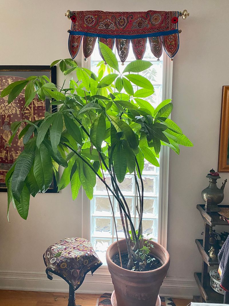 Money Tree (Pachira aquatica)