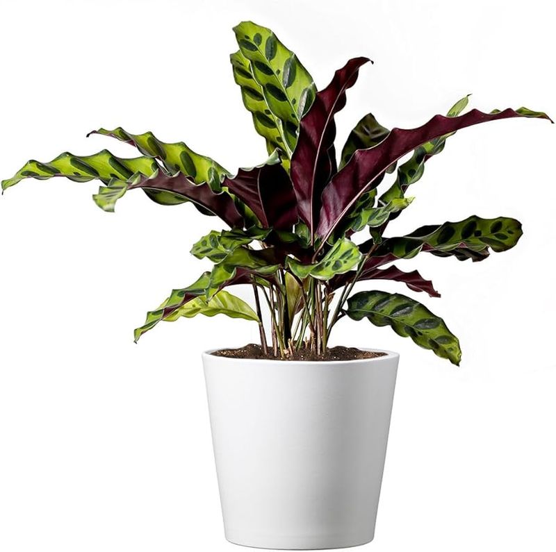 Rattlesnake Plant