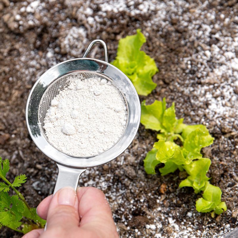 Diatomaceous Earth: Microscopic Ant Eliminator