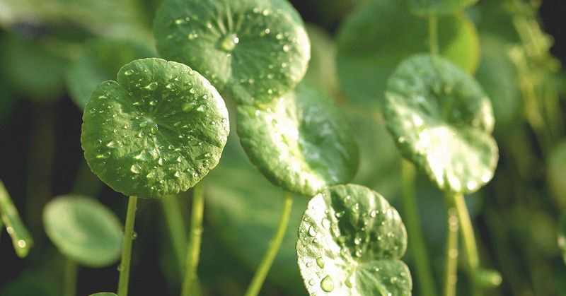 Gotu Kola: Longevity for Your Brain