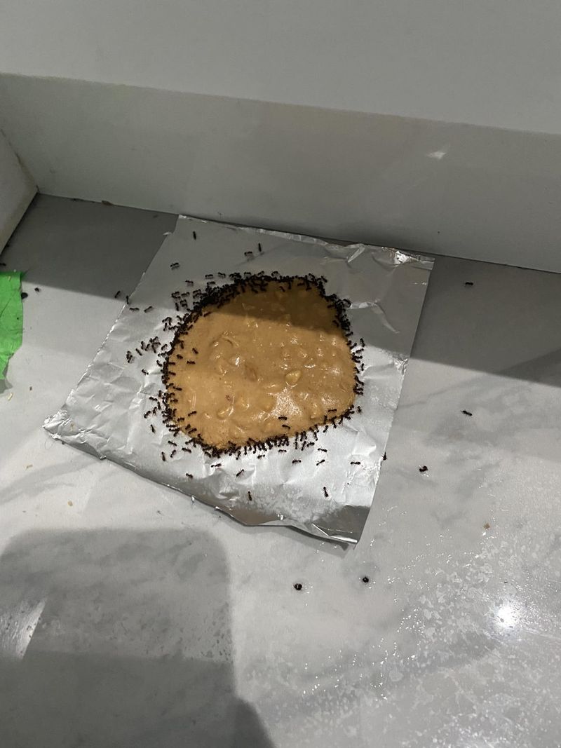 Borax and Sugar Bait