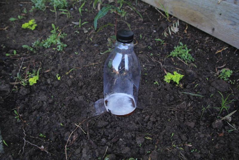Beer Slug Traps