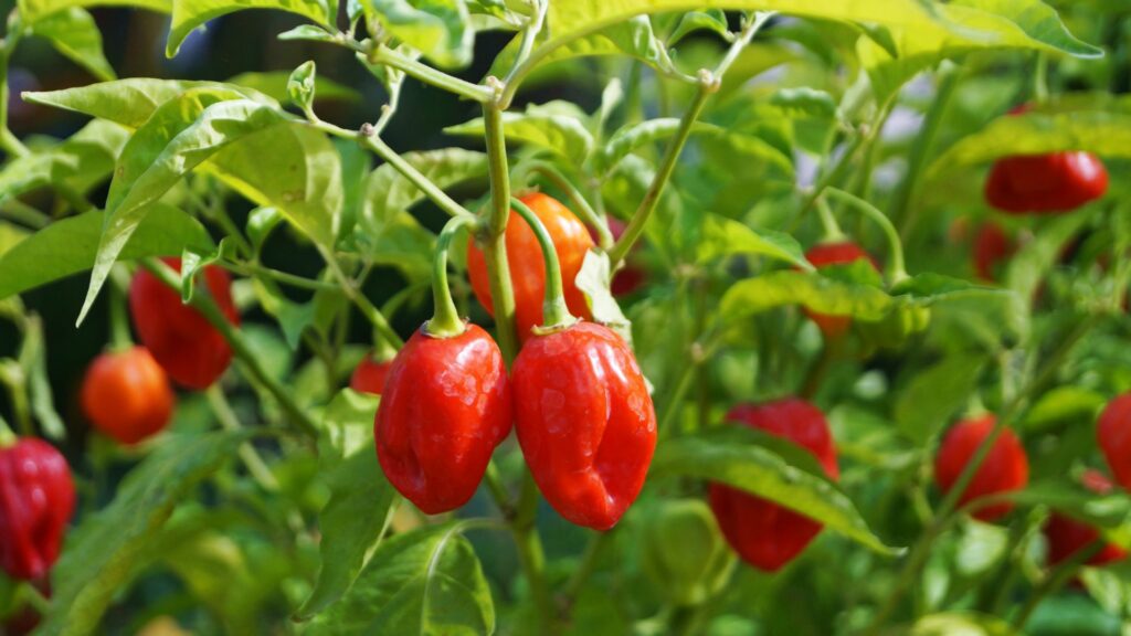 Peppers