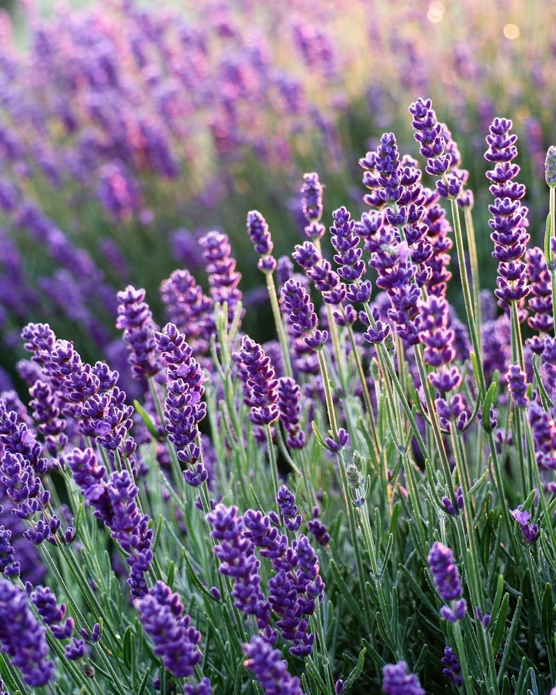 Lavender