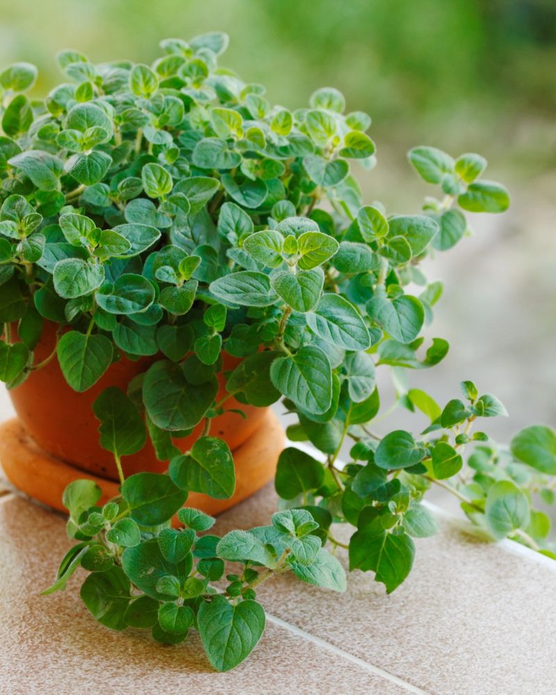 Herbs: Compact Flavor Factories